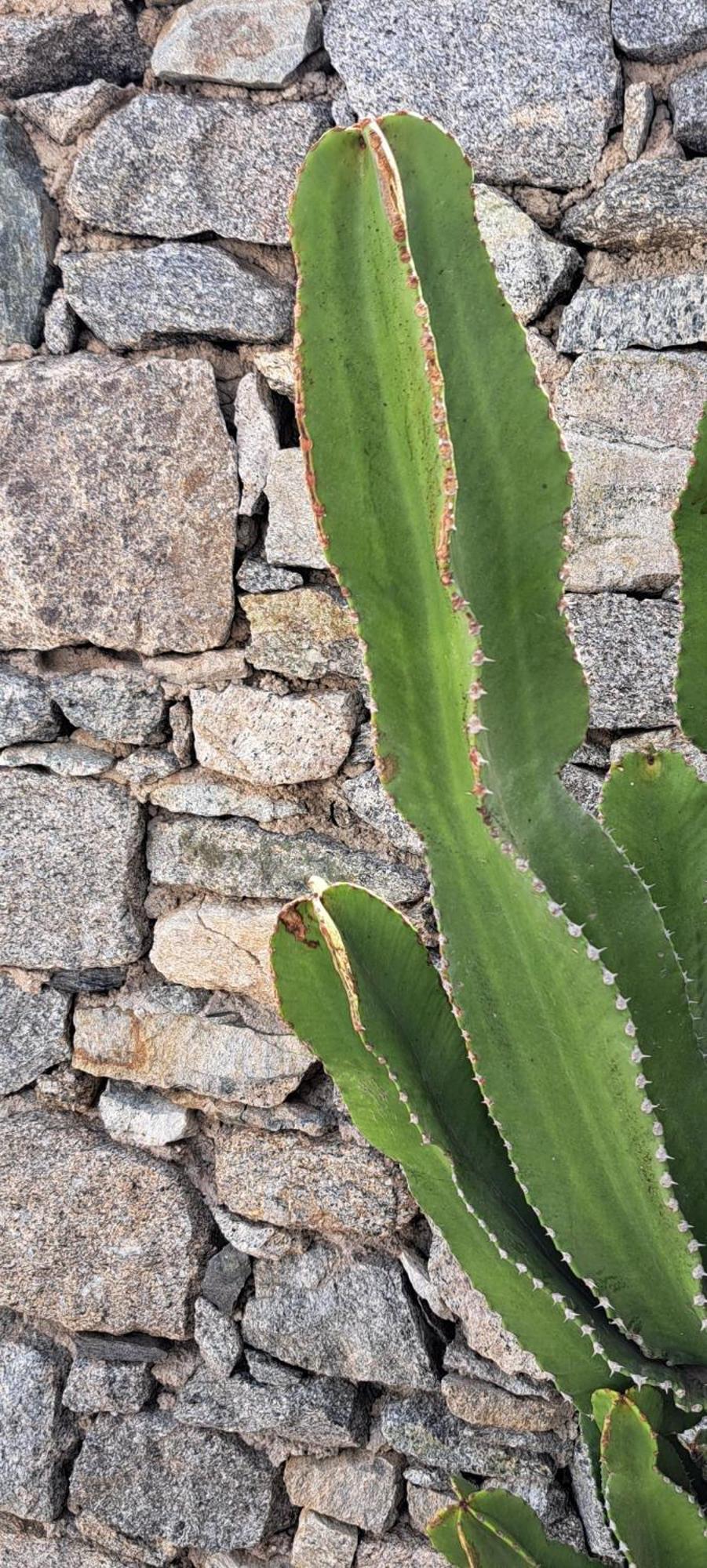 Anixi - Primavera Mykonos Ornósz Kültér fotó